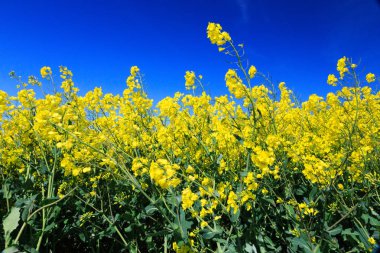 North Yorkshire, İngiltere'de Vilsın. Nehir çavdar. Parlak sarı Brassica Napus sahası. Turpgiller. Ortak ad: kanola veya kolza tohumu. Petrol ve bir sebze olarak kullanılan.