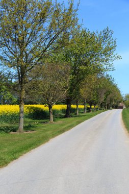 North Yorkshire, İngiltere'de Vilsın. Nehir çavdar. Parlak sarı Brassica Napus sahası. Turpgiller. Ortak ad: kanola veya kolza tohumu. Petrol ve bir sebze olarak kullanılan.