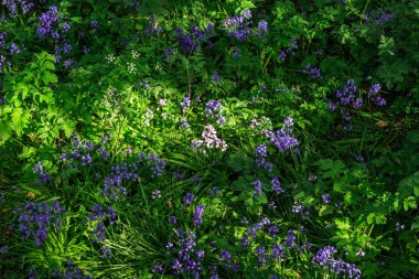 Yorkshire, İngiltere'de York. Tarlada mavi çan çiçekler.