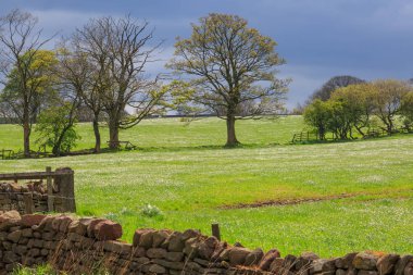 İngiltere, Batı Yorkshire. Manzara, tepeler, vadiler, alanlar, toprakları otlatma mera,.