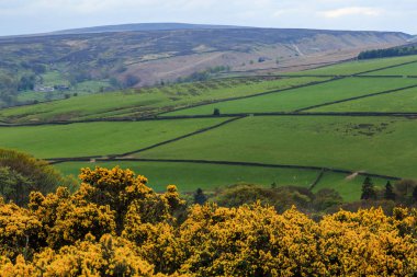 İngiltere, Batı Yorkshire. Manzara, tepeler, vadiler, alanlar, toprakları otlatma mera,.