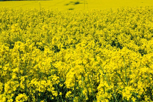 North Yorkshire Anglia Rievaulx Közelében Folyó Rozs Világos Sárga Brassica — Stock Fotó