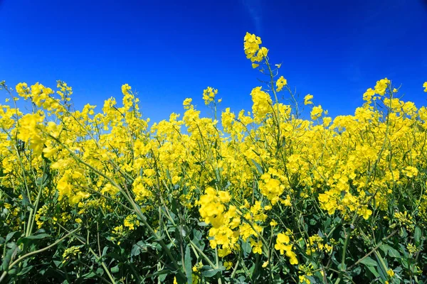 North Yorkshire, İngiltere'de Vilsın. Nehir çavdar. Parlak sarı Brassica Napus sahası. Turpgiller. Ortak ad: kanola veya kolza tohumu. Petrol ve bir sebze olarak kullanılan.