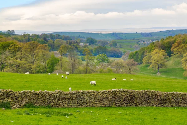 İngiltere, Batı Yorkshire. Manzara, tepeler, vadiler, alanlar, toprakları otlatma mera. Koyun.