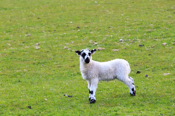 Англия Западный Йоркшир Пейзаж Холмы Долины Поля Пастбища Пастбища Овцы — стоковое фото