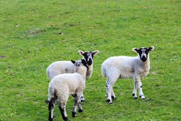 England West Yorkshire Landskap Kullar Dalar Fält Ängar Betesmarker Får — Stockfoto