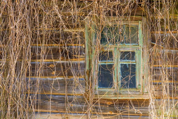 東ヨーロッパ ウクライナ プリピャット チェルノブイリブドウで覆われた家の外側の窓 — ストック写真