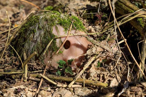 Eastern Europe, Ukraine, Pripyat, Chernobyl. Remains of doll, toy covered in moss and debris.