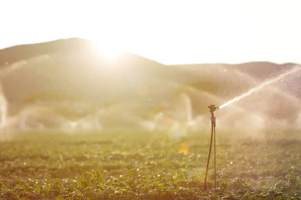 Sprinkler Action Irrigation Basil Summer Sunset — Stock Photo, Image