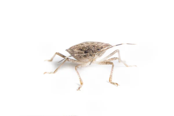 Extrém Zár Megjelöl Ból Egy Élő Barna Marmorated Büdös Bug — Stock Fotó