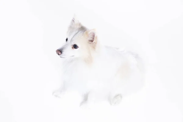 Młody Pies Siedzi Futra Białego Beżu — Zdjęcie stockowe