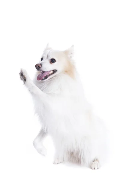 足を与える若い犬と白とベージュのファー付き — ストック写真