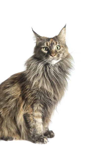 Maine coon özenli bakışla kadın kameraya amaçlı