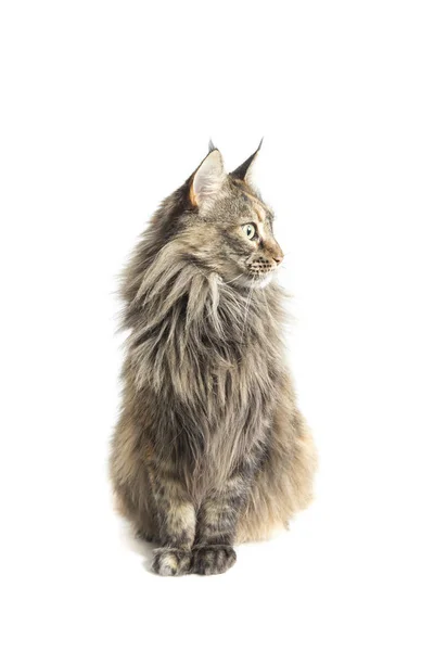 Maine coon kadın, dikkatli bak