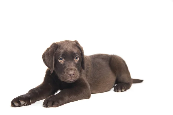 Retrato aislado de un cachorro labrador de chocolate agachado e ingenio Imagen De Stock