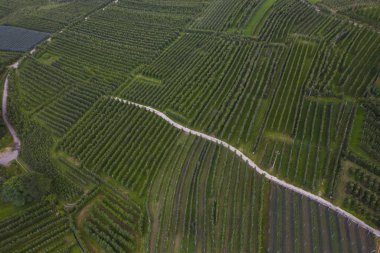 İtalya'da Trentino elma tarlaları üst görünümü