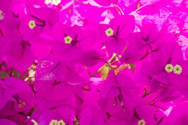 Çiçek ve bitki Peterhof içinde.