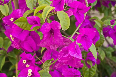 Çiçek ve bitki Peterhof içinde.