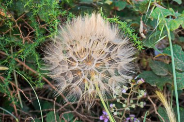 Çiçek ve bitki Güney İtalya. Harika ve çevremizdeki amazing.