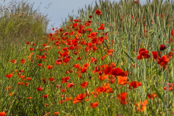 Wildflowers Pskov Region Poppies Wheat Russian Fields — Stock Photo, Image