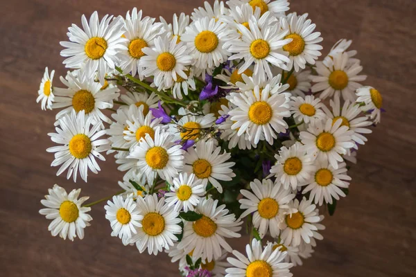 Bukett Enkla Vilda Blommor Chamomiles Och Blåklockor Blommor Ryssland — Stockfoto