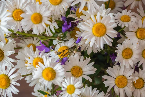 Een Boeket Van Eenvoudige Wilde Bloemen Chamomiles Bluebells Wildflowers Van — Stockfoto