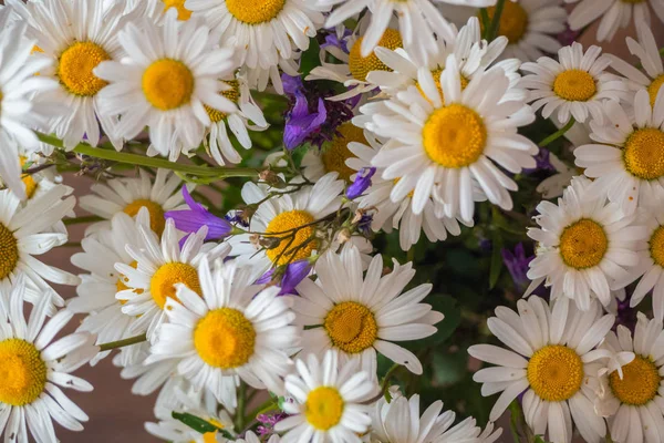 Buquê Flores Silvestres Simples Camomilas Sinos Azuis Flores Silvestres Rússia — Fotografia de Stock