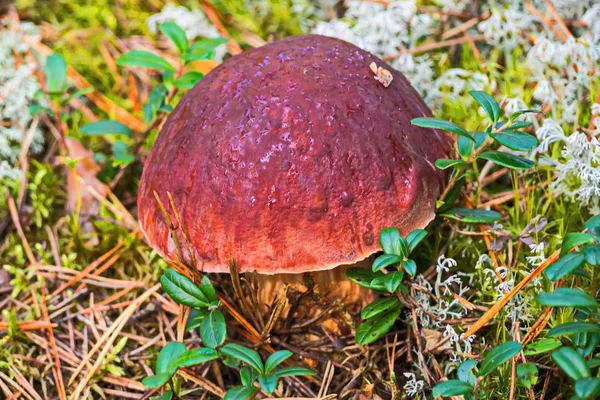 Borovik Northern King Mushrooms Russia Nature Karelian Isthmus — Stock Photo, Image