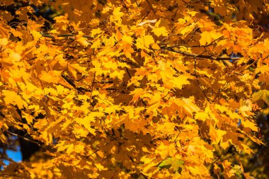 Sarı akçaağaç - Rusya 