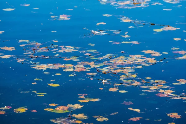 清澈水面上的树叶是俄罗斯 印度夏季 的标志之一 加特契纳公园的美丽而悲伤的时光 — 图库照片