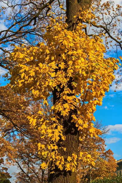 Высота Индийского Лета Александровском Саду Желтые Листья Символ Золотой Осени — стоковое фото