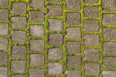 Yosun ve çini desenleri. İpeksi moss onun yol döşeme parke arasında güneş ışığı
