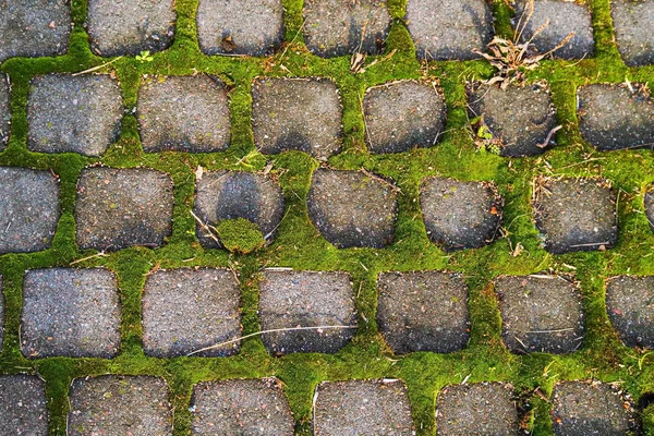 Yosun ve çini desenleri. İpeksi moss onun yol döşeme parke arasında güneş ışığı