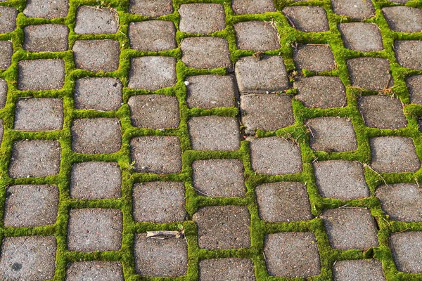 Yosun ve çini desenleri. İpeksi moss onun yol döşeme parke arasında güneş ışığı