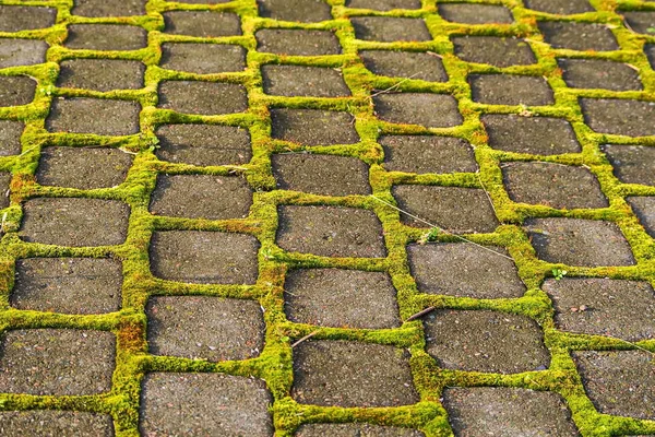 Patterns Moss Tiles Silky Moss Making Its Way Sunlight Tile — Stock Photo, Image