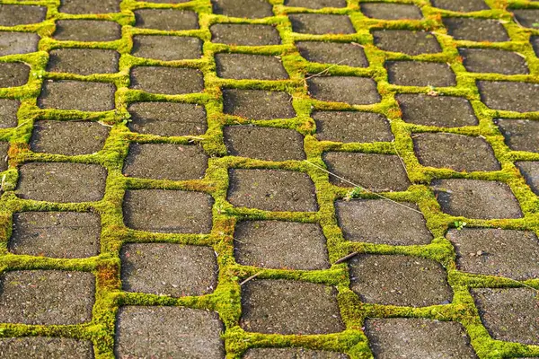 Yosun ve çini desenleri. İpeksi moss onun yol döşeme parke arasında güneş ışığı