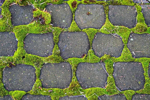 Padrões Musgo Azulejos Musgo Sedoso Fazendo Seu Caminho Para Luz — Fotografia de Stock