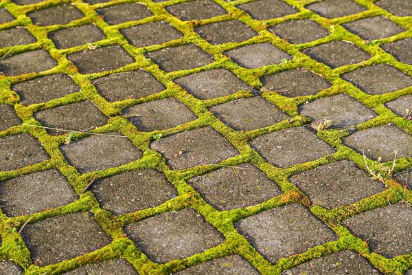 Patterns Moss Tiles Silky Moss Making Its Way Sunlight Tile — Stock Photo, Image