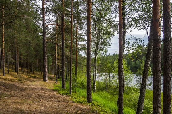 Sur Rive Lac Forestier Dans Région Pskov — Photo