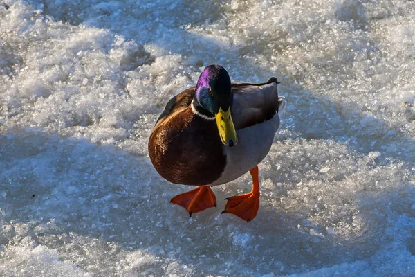 Lonely Drake Hielo Del Río Fontanka San Petersburgo Febrero —  Fotos de Stock