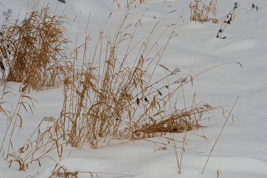 Karda kıyı kamışı. Şubat. Pavlovsk. Park.