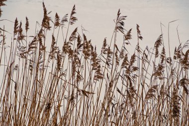Karda kıyı kamışı. Şubat. Pavlovsk. Park.