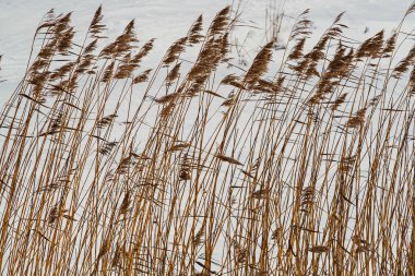 Karda kıyı kamışı. Şubat. Pavlovsk. Park.