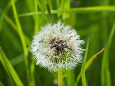 Yağmurdan sonra Dandelion. Leningrad bölgesinin doğası.