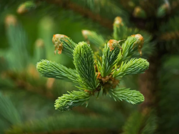 Sprig Young Spruce Nature Leningrad Region — Stock Photo, Image