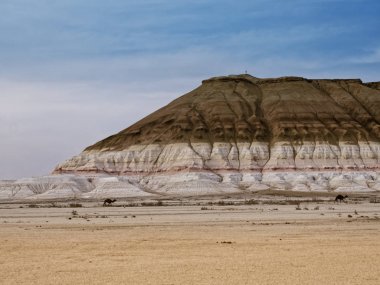 Bokty dağı boyunca yürüyen develer. Mangyshlak Yarımadası. Kazakistan 2019. Keşif sitesi Tourist.ru.
