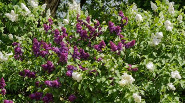 Leylak rengi ve beyaz. Haziran 'da Mikhailovsky meydanında. Saint Petersburg 'daki saraylar ve parklar.