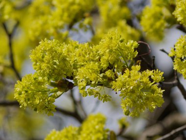 Mayıs 'ta St. Petersburg' da. İlk ürkek ve yumuşak yeşil. Saint Petersburg 'daki saraylar ve parklar.