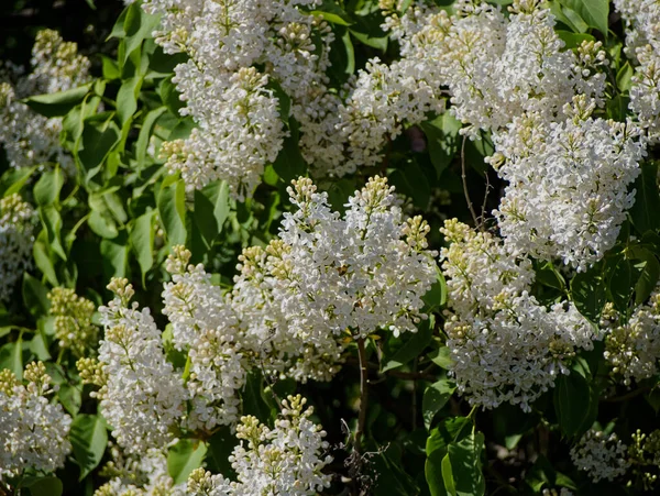 Flowering Cherry Bushes Summer Came City Center Old Petersburg — Stock Photo, Image