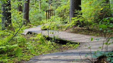Korunan bir ormanda, ekolojik bir iz üzerine ahşap döşeme.